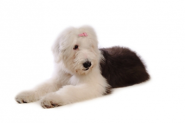 포토 JPG 스튜디오촬영 동물 척추동물 한마리 육지동물 반려견 장신구 포유류 사람없음 장식 반려동물 양치기 개 강아지 머리핀 애견용품 반려 올드잉글리쉬쉽독 국내포토 반려용품 직업 1 실내 오브젝트 파일형식