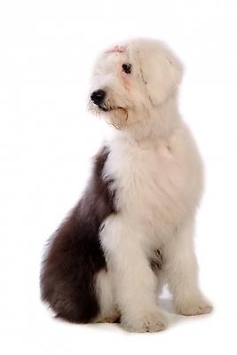 포토 JPG 스튜디오촬영 동물 척추동물 한마리 육지동물 반려견 장신구 포유류 사람없음 장식 반려동물 양치기 개 강아지 머리핀 애견용품 반려 올드잉글리쉬쉽독 국내포토 반려용품 직업 1 실내 오브젝트 파일형식