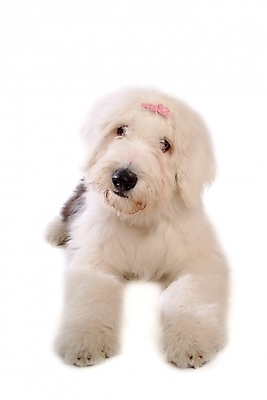 포토 JPG 스튜디오촬영 동물 척추동물 한마리 육지동물 반려견 장신구 포유류 사람없음 장식 반려동물 양치기 개 강아지 머리핀 애견용품 반려 올드잉글리쉬쉽독 국내포토 반려용품 직업 1 실내 오브젝트 파일형식