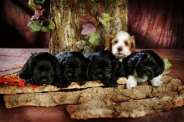 포토 JPG 나무 식물 동물 척추동물 육지동물 반려견 잎 여러마리 포유류 나뭇잎 실내 사람없음 반려동물 코커스패니얼 스패니얼 개 강아지 잉글리시코커스패니얼 반려 아메리칸워터스파니엘 국내포토 다수 내부 파일형식