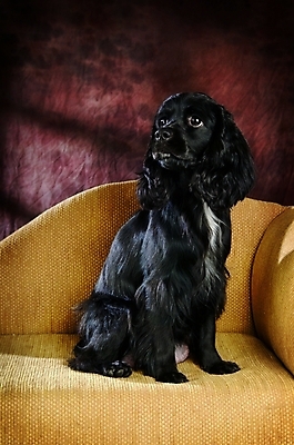 포토 JPG 동물 척추동물 한마리 육지동물 반려견 가구 포유류 실내 사람없음 반려동물 인테리어 소파 코커스패니얼 스패니얼 개 강아지 잉글리시코커스패니얼 반려 아메리칸워터스파니엘 국내포토 1 디자인 생활용품 의자 내부 파일형식