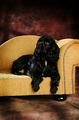 포토 JPG 동물 척추동물 한마리 육지동물 반려견 가구 포유류 실내 사람없음 반려동물 인테리어 소파 코커스패니얼 스패니얼 개 강아지 잉글리시코커스패니얼 반려 아메리칸워터스파니엘 국내포토 1 디자인 생활용품 의자 내부 파일형식