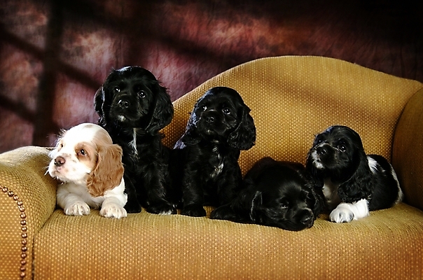 포토 JPG 동물 척추동물 육지동물 반려견 가구 여러마리 포유류 실내 사람없음 반려동물 인테리어 소파 코커스패니얼 스패니얼 개 강아지 잉글리시코커스패니얼 반려 아메리칸워터스파니엘 국내포토 디자인 생활용품 다수 의자 내부 파일형식