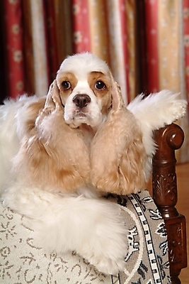 포토 JPG 동물 척추동물 한마리 육지동물 반려견 가구 포유류 실내 사람없음 반려동물 코커스패니얼 스패니얼 침대 커튼 개 애견용품 아메리칸코커스패니얼 강아지침대 반려 국내포토 반려용품 1 생활용품 내부 오브젝트 파일형식