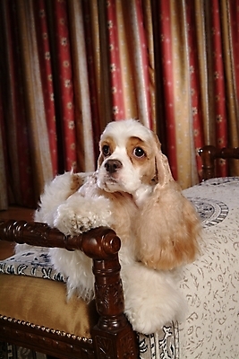 포토 JPG 동물 척추동물 한마리 육지동물 반려견 가구 포유류 실내 사람없음 반려동물 코커스패니얼 스패니얼 침대 커튼 개 애견용품 아메리칸코커스패니얼 강아지침대 반려 국내포토 반려용품 1 생활용품 내부 오브젝트 파일형식