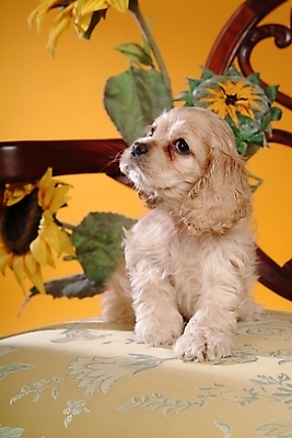 포토 JPG 식물 동물 척추동물 한마리 육지동물 꽃 반려견 의자 포유류 해바라기 실내 사람없음 반려동물 코커스패니얼 스패니얼 개 강아지 아메리칸코커스패니얼 반려 국내포토 1 가구 내부 파일형식