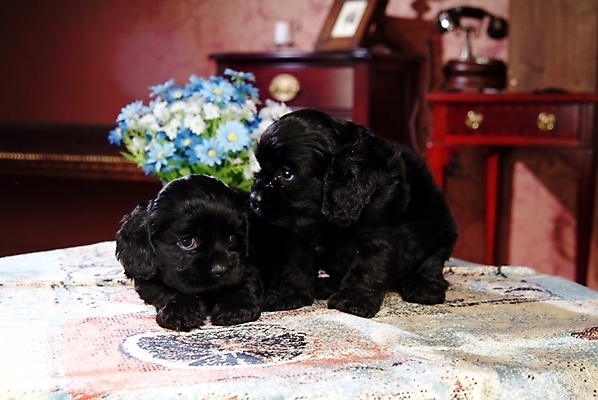 포토 JPG 식물 동물 척추동물 육지동물 꽃 반려견 가구 두마리 포유류 탁자 실내 사람없음 반려동물 인테리어 코커스패니얼 스패니얼 개 강아지 서랍장 잉글리시코커스패니얼 반려 아메리칸워터스파니엘 국내포토 디자인 생활용품 2 내부 파일형식