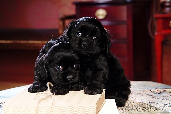 포토 JPG 동물 척추동물 육지동물 반려견 두마리 포유류 탁자 실내 사람없음 책 반려동물 인테리어 코커스패니얼 스패니얼 개 강아지 서랍장 잉글리시코커스패니얼 반려 아메리칸워터스파니엘 국내포토 디자인 가구 2 내부 파일형식