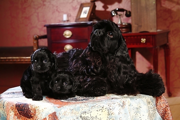 포토 JPG 동물 척추동물 육지동물 반려견 가구 포유류 탁자 실내 세마리 사람없음 반려동물 인테리어 코커스패니얼 스패니얼 개 강아지 서랍장 잉글리시코커스패니얼 반려 아메리칸워터스파니엘 국내포토 디자인 생활용품 3 내부 파일형식