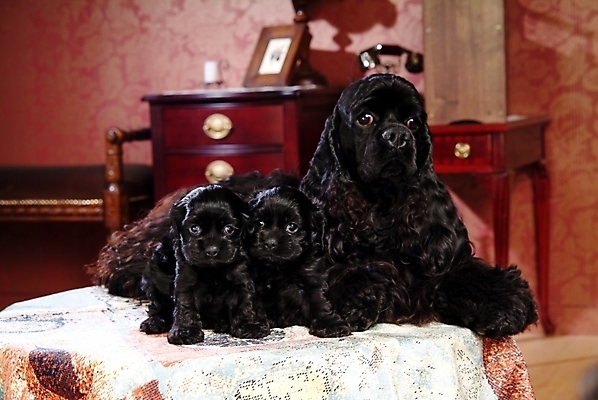 포토 JPG 동물 척추동물 육지동물 반려견 가구 포유류 탁자 실내 세마리 사람없음 반려동물 인테리어 코커스패니얼 스패니얼 개 강아지 서랍장 잉글리시코커스패니얼 반려 아메리칸워터스파니엘 국내포토 디자인 생활용품 3 내부 파일형식