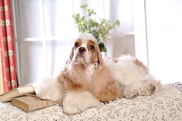 포토 JPG 식물 동물 척추동물 육지동물 꽃 화분 반려견 가구 두마리 창문 포유류 실내 사람없음 책 반려동물 인테리어 코커스패니얼 스패니얼 침대 커튼 개 아메리칸코커스패니얼 강아지침대 반려 국내포토 디자인 생활용품 2 내부 애견용품 파일형식