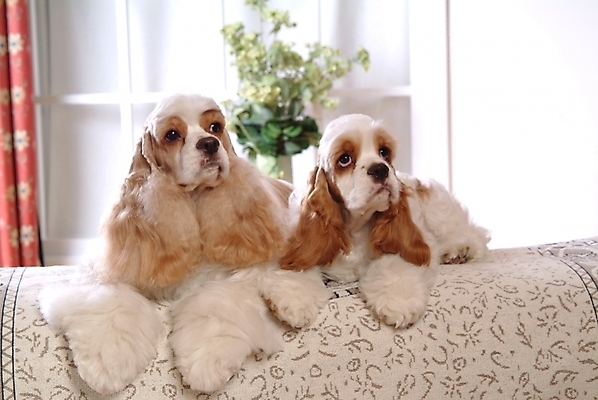 포토 JPG 식물 동물 척추동물 육지동물 꽃 화분 반려견 가구 두마리 창문 포유류 실내 사람없음 반려동물 인테리어 코커스패니얼 스패니얼 침대 커튼 강아지 아메리칸코커스패니얼 강아지침대 미니어처핀셔 반려 국내포토 디자인 생활용품 2 내부 개 애견용품 파일형식 핀셔