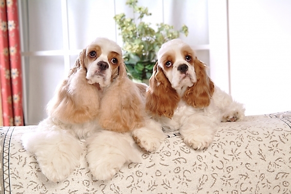 포토 JPG 식물 동물 척추동물 육지동물 꽃 화분 반려견 가구 두마리 창문 포유류 실내 사람없음 반려동물 인테리어 코커스패니얼 스패니얼 침대 커튼 강아지 아메리칸코커스패니얼 강아지침대 미니어처핀셔 반려 국내포토 디자인 생활용품 2 내부 개 애견용품 파일형식 핀셔