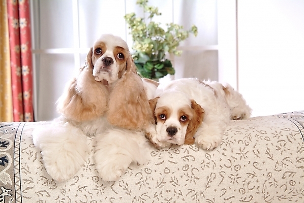 포토 JPG 식물 동물 척추동물 육지동물 꽃 화분 반려견 가구 두마리 창문 포유류 실내 사람없음 반려동물 인테리어 코커스패니얼 스패니얼 침대 커튼 강아지 아메리칸코커스패니얼 강아지침대 미니어처핀셔 반려 국내포토 디자인 생활용품 2 내부 개 애견용품 파일형식 핀셔