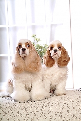 포토 JPG 식물 동물 척추동물 육지동물 꽃 화분 반려견 가구 두마리 창문 포유류 실내 사람없음 반려동물 인테리어 코커스패니얼 스패니얼 침대 강아지 아메리칸코커스패니얼 강아지침대 미니어처핀셔 반려 국내포토 디자인 생활용품 2 내부 개 애견용품 파일형식 핀셔