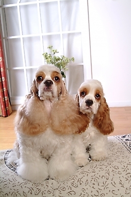 포토 JPG 식물 동물 척추동물 육지동물 꽃 화분 반려견 가구 두마리 창문 포유류 실내 사람없음 반려동물 인테리어 코커스패니얼 스패니얼 침대 커튼 강아지 아메리칸코커스패니얼 강아지침대 미니어처핀셔 반려 국내포토 디자인 생활용품 2 내부 개 애견용품 파일형식 핀셔