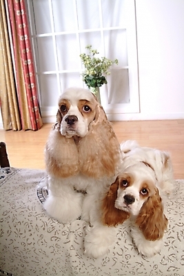 포토 JPG 식물 동물 척추동물 육지동물 꽃 화분 반려견 가구 두마리 창문 포유류 실내 사람없음 반려동물 인테리어 코커스패니얼 스패니얼 침대 커튼 강아지 아메리칸코커스패니얼 강아지침대 미니어처핀셔 반려 국내포토 디자인 생활용품 2 내부 개 애견용품 파일형식 핀셔