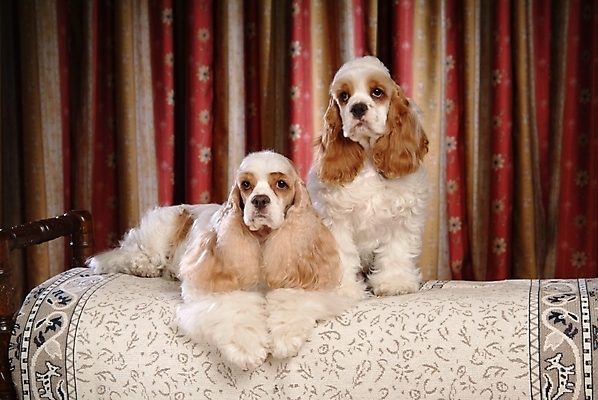 포토 JPG 동물 척추동물 육지동물 반려견 가구 두마리 포유류 실내 사람없음 반려동물 인테리어 코커스패니얼 스패니얼 침대 커튼 개 아메리칸코커스패니얼 강아지침대 반려 국내포토 디자인 생활용품 2 내부 애견용품 파일형식