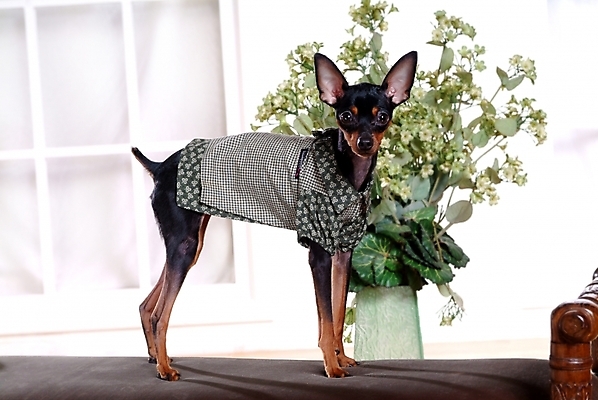 포토 JPG 식물 동물 척추동물 한마리 육지동물 꽃 화분 반려견 포유류 실내 사람없음 반려동물 인테리어 미니어처 강아지 미니어처핀셔 반려 국내포토 1 디자인 내부 모형 개 파일형식 핀셔