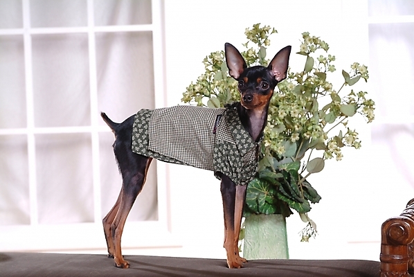 포토 JPG 식물 동물 척추동물 한마리 육지동물 꽃 화분 반려견 포유류 실내 사람없음 반려동물 인테리어 미니어처 강아지 미니어처핀셔 반려 국내포토 1 디자인 내부 모형 개 파일형식 핀셔