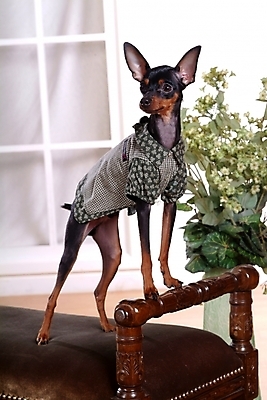 포토 JPG 식물 동물 척추동물 한마리 육지동물 꽃 화분 반려견 포유류 실내 사람없음 반려동물 인테리어 미니어처 강아지 미니어처핀셔 반려 국내포토 1 디자인 내부 모형 개 파일형식 핀셔