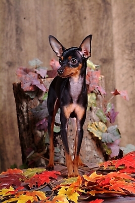 포토 JPG 식물 동물 척추동물 한마리 육지동물 반려견 단풍 잎 포유류 나뭇잎 실내 사람없음 반려동물 미니어처 나뭇가지 강아지 미니어처핀셔 반려 국내포토 나무 1 내부 모형 개 파일형식 핀셔