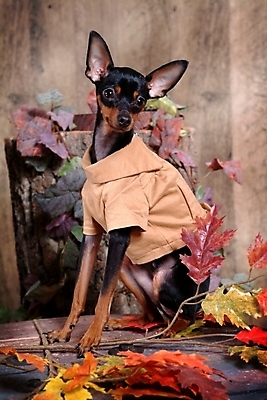 포토 JPG 식물 동물 척추동물 한마리 육지동물 반려견 단풍 잎 포유류 나뭇잎 실내 사람없음 반려동물 미니어처 나뭇가지 강아지 애견용품 강아지옷 미니어처핀셔 반려 국내포토 반려용품 나무 1 내부 모형 개 오브젝트 파일형식 핀셔