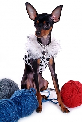 포토 JPG 스튜디오촬영 동물 척추동물 한마리 육지동물 반려견 포유류 사람없음 반려동물 미니어처 털실 강아지 애견용품 실타래 실뭉치 강아지옷 미니어처핀셔 반려 국내포토 1 실내 모형 실 개 파일형식 반려용품 핀셔