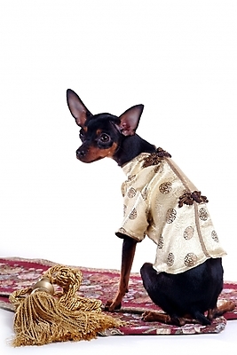 포토 JPG 스튜디오촬영 동물 척추동물 한마리 육지동물 반려견 포유류 사람없음 반려동물 카펫 미니어처 강아지 애견용품 강아지옷 미니어처핀셔 반려 국내포토 1 실내 모형 개 파일형식 반려용품 핀셔