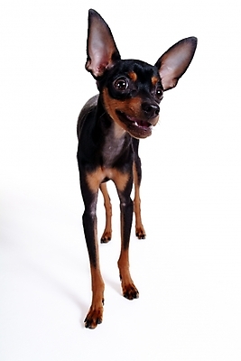 포토 JPG 스튜디오촬영 동물 척추동물 한마리 육지동물 반려견 포유류 사람없음 반려동물 미니어처 강아지 미니어처핀셔 반려 국내포토 1 실내 모형 개 파일형식 핀셔