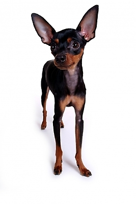 포토 JPG 스튜디오촬영 동물 척추동물 한마리 육지동물 반려견 포유류 사람없음 반려동물 미니어처 강아지 미니어처핀셔 반려 국내포토 1 실내 모형 개 파일형식 핀셔