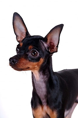 포토 JPG 스튜디오촬영 동물 척추동물 한마리 육지동물 반려견 포유류 사람없음 반려동물 미니어처 강아지 미니어처핀셔 반려 국내포토 1 실내 모형 개 파일형식 핀셔