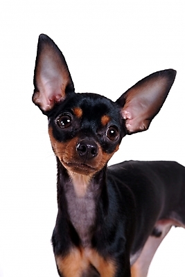 포토 JPG 스튜디오촬영 동물 척추동물 한마리 육지동물 반려견 포유류 사람없음 반려동물 미니어처 강아지 미니어처핀셔 반려 국내포토 1 실내 모형 개 파일형식 핀셔