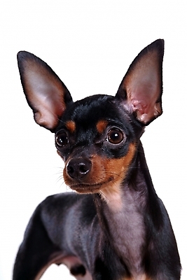 포토 JPG 스튜디오촬영 동물 척추동물 한마리 육지동물 반려견 포유류 사람없음 반려동물 미니어처 강아지 미니어처핀셔 반려 국내포토 1 실내 모형 개 파일형식 핀셔