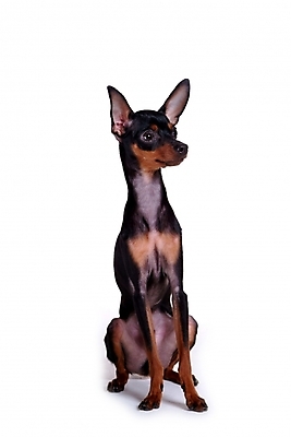 포토 JPG 스튜디오촬영 동물 척추동물 한마리 육지동물 반려견 포유류 사람없음 반려동물 미니어처 강아지 미니어처핀셔 반려 국내포토 1 실내 모형 개 파일형식 핀셔