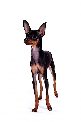 포토 JPG 스튜디오촬영 동물 척추동물 한마리 육지동물 반려견 포유류 사람없음 반려동물 미니어처 강아지 미니어처핀셔 반려 국내포토 1 실내 모형 개 파일형식 핀셔