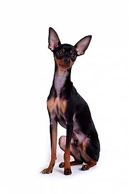 포토 JPG 스튜디오촬영 동물 척추동물 한마리 육지동물 반려견 포유류 사람없음 반려동물 미니어처 강아지 미니어처핀셔 반려 국내포토 1 실내 모형 개 파일형식 핀셔