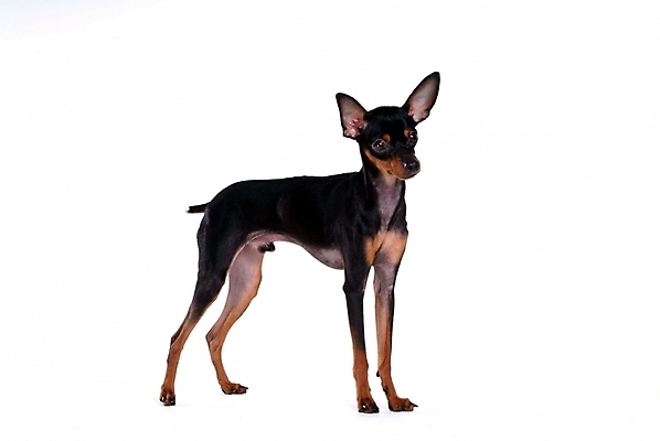 포토 JPG 스튜디오촬영 동물 척추동물 한마리 육지동물 반려견 포유류 사람없음 반려동물 미니어처 강아지 미니어처핀셔 반려 국내포토 1 실내 모형 개 파일형식 핀셔