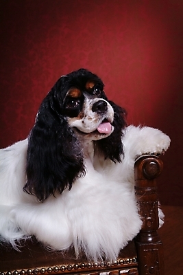 포토 JPG 동물 척추동물 한마리 육지동물 반려견 포유류 실내 사람없음 반려동물 코커스패니얼 스패니얼 개 잉글리시코커스패니얼 반려 국내포토 1 내부 파일형식