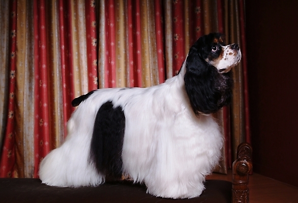 포토 JPG 동물 척추동물 한마리 육지동물 반려견 포유류 실내 사람없음 반려동물 인테리어 코커스패니얼 스패니얼 커튼 개 잉글리시코커스패니얼 반려 국내포토 1 디자인 내부 파일형식