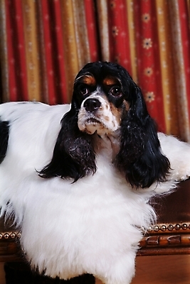 포토 JPG 동물 척추동물 한마리 육지동물 반려견 포유류 실내 사람없음 반려동물 인테리어 코커스패니얼 스패니얼 커튼 개 잉글리시코커스패니얼 반려 국내포토 1 디자인 내부 파일형식