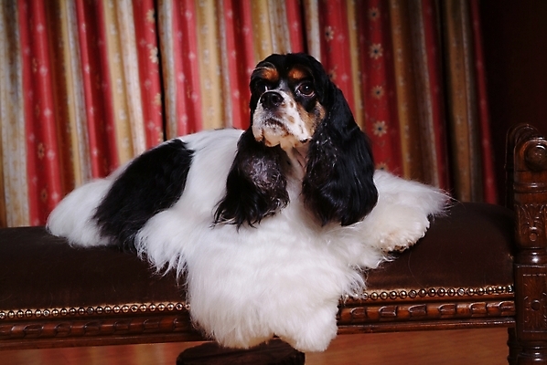 포토 JPG 동물 척추동물 한마리 육지동물 반려견 포유류 실내 사람없음 반려동물 인테리어 코커스패니얼 스패니얼 커튼 개 잉글리시코커스패니얼 반려 국내포토 1 디자인 내부 파일형식