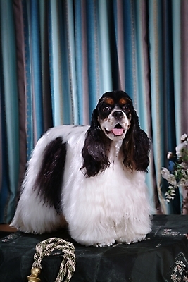 포토 JPG 식물 동물 척추동물 한마리 육지동물 꽃 반려견 줄 포유류 실내 사람없음 반려동물 카펫 코커스패니얼 스패니얼 커튼 개 잉글리시코커스패니얼 반려 국내포토 1 내부 파일형식