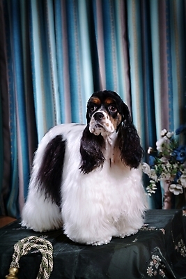 포토 JPG 식물 동물 척추동물 한마리 육지동물 꽃 반려견 줄 포유류 실내 사람없음 반려동물 카펫 코커스패니얼 스패니얼 커튼 개 잉글리시코커스패니얼 반려 국내포토 1 내부 파일형식