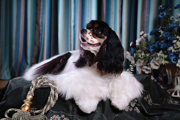 포토 JPG 식물 동물 척추동물 한마리 육지동물 꽃 반려견 줄 포유류 실내 사람없음 반려동물 카펫 코커스패니얼 스패니얼 커튼 개 잉글리시코커스패니얼 반려 국내포토 1 내부 파일형식