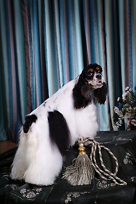 포토 JPG 식물 동물 척추동물 한마리 육지동물 꽃 반려견 줄 포유류 실내 사람없음 반려동물 카펫 코커스패니얼 스패니얼 커튼 개 잉글리시코커스패니얼 반려 국내포토 1 내부 파일형식