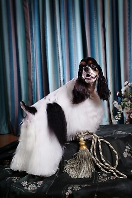 포토 JPG 식물 동물 척추동물 한마리 육지동물 꽃 반려견 줄 포유류 실내 사람없음 반려동물 카펫 코커스패니얼 스패니얼 커튼 개 잉글리시코커스패니얼 반려 국내포토 1 내부 파일형식