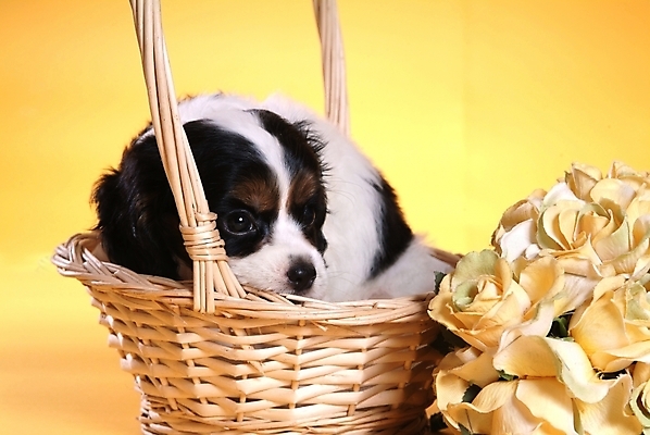 포토 JPG 스튜디오촬영 식물 동물 척추동물 한마리 육지동물 꽃 반려견 꽃다발 포유류 사람없음 반려동물 바구니 코커스패니얼 스패니얼 개 강아지 보더콜리 잉글리시코커스패니얼 반려 국내포토 1 실내 콜리 파일형식