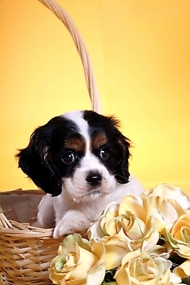 포토 JPG 스튜디오촬영 식물 동물 척추동물 한마리 육지동물 꽃 반려견 꽃다발 포유류 사람없음 반려동물 바구니 코커스패니얼 스패니얼 개 강아지 보더콜리 잉글리시코커스패니얼 반려 국내포토 1 실내 콜리 파일형식