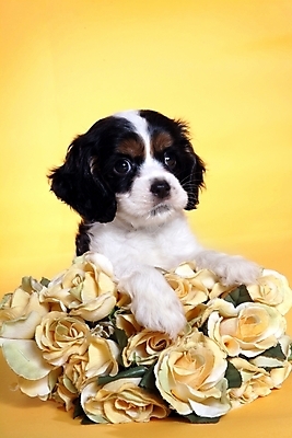 포토 JPG 스튜디오촬영 식물 동물 척추동물 한마리 육지동물 꽃 반려견 꽃다발 포유류 사람없음 반려동물 코커스패니얼 스패니얼 개 강아지 보더콜리 잉글리시코커스패니얼 반려 국내포토 1 실내 콜리 파일형식